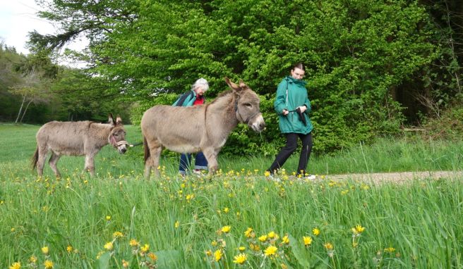 Outdoor mit Tier  Entschleunigung mit Geduldsprobe: Per Esel durch die Eifel