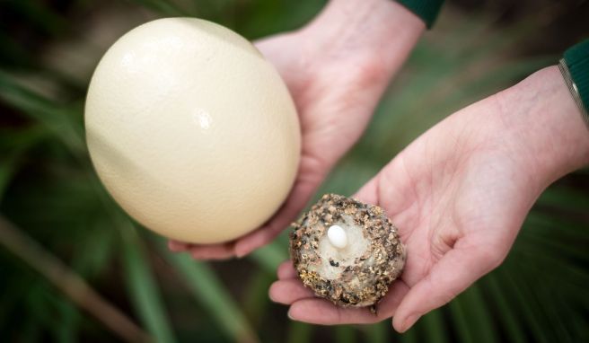 Im Vogelpark Walsrode lässt sich viel über Vogeleier lernen. Eine Mitarbeiterin hält das kleine Ei eines Kolibris in einem Nest und das große Ei eines Straußes in den Händen. 