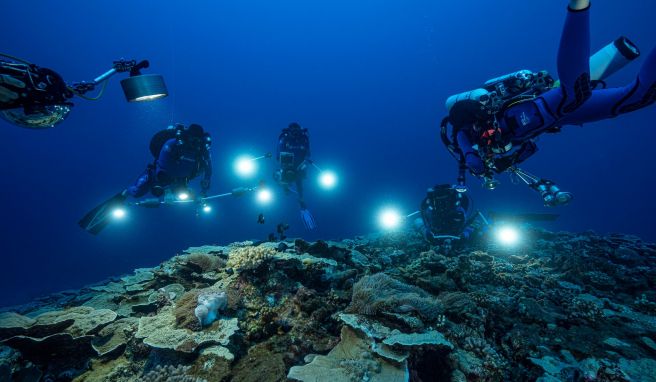 REISE & PREISE weitere Infos zu Großes Korallenriff vor Tahiti entdeckt