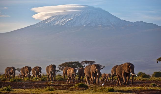 Afrikas höchster Berg  Großfeuer auf dem Kilimandscharo wütet weiter
