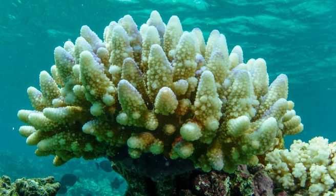 Hitzewelle  Great Barrier Reef von neuer Massenbleiche betroffen