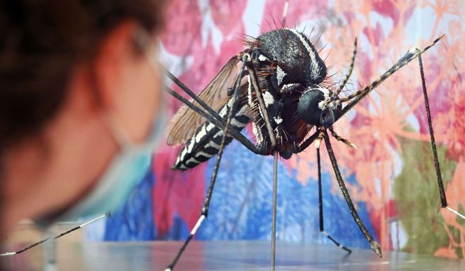 So groß kommen sie zum Glück nur in Ausstellungen daher, doch auch von echten Asiatischen Tigermücken lässt man sich lieber nicht stechen: Sie gelten als Hauptüberträger des Chikungunya-Fiebers.