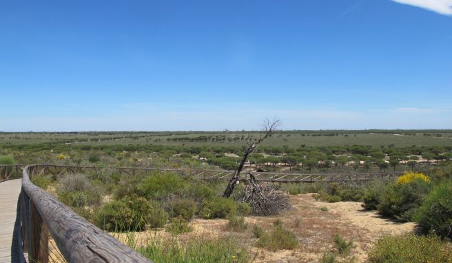Der Nationalpark Doñana, der zum Meer hin von hohen Wanderdünen wie hier an der Cuesta Maneli begrenzt wird, ist durch eine Dürre bedroht.