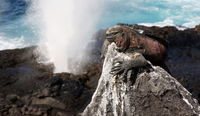 Ab Sommer  Touristengebühr auf Galapagos-Inseln verdoppelt sich