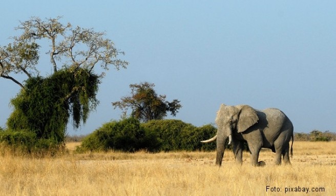 REISE & PREISE weitere Infos zu Botswana: Beste Reisezeit