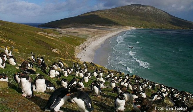 REISE & PREISE weitere Infos zu Falklandinseln: Beste Reisezeit