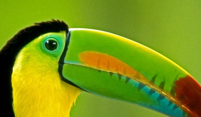 Vögel wie den Tucan beobachtet man häufig in den Regenwäldern von Costa Rica.