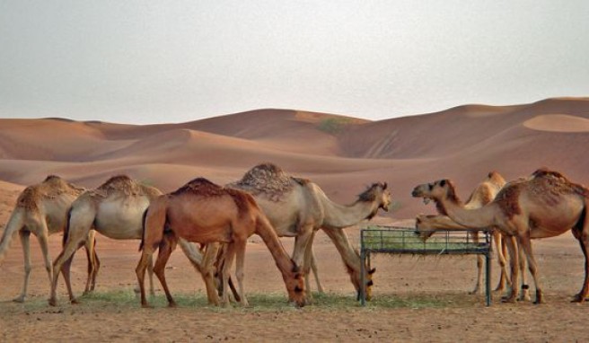 Faszination Wüste, zu erleben in den Vereinigten Arabischen Emiraten