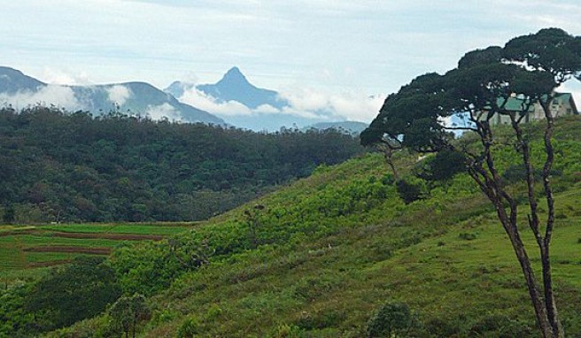 Bergwelt in Sri Lanka mit dem  Adam’s Peak genannten Gipfel Sri Pada