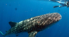 Vor der Küste Mexikos kommen Taucher und Schnorchler den riesigen Walhaien ziemlich nahe - manchmal zu nahe, meinen Umweltschützer