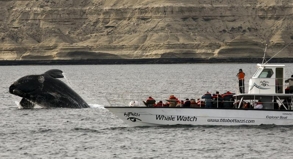 Patagonien  Wale in der Natur beobachten