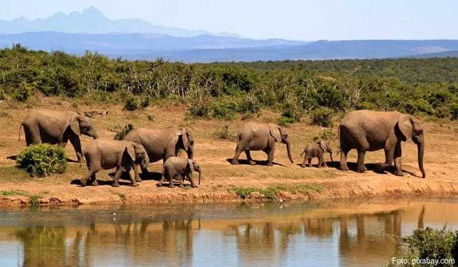 Südliches Afrika  Grenzübergreifende Safaris durch zehn Parks 