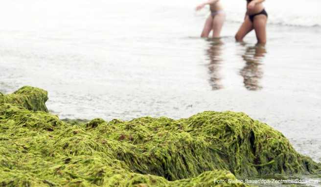 Hässliche grüne Algen statt weißer, feiner Sandstrand: Das müssen Pauschalurlauber nicht ohne finanziellen Ausgleich hinnehmen, wenn der Veranstalter anderes versprochen hat