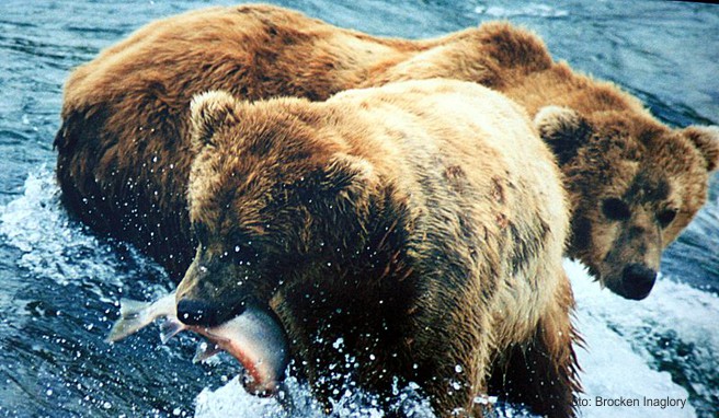 Alaska  Die besten Plätze zur Bärenbeobachtung