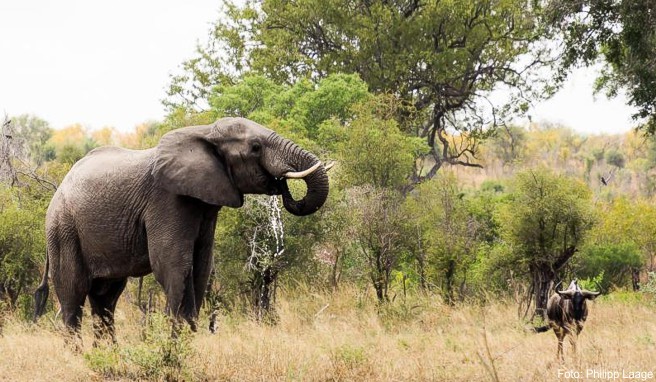Nicht nur die Elefanten im Krüger-Nationalpark sind eine Touristenattraktion: Südafrika hat 2017 so viele Reisende aus Deutschland angelockt wie noch nie