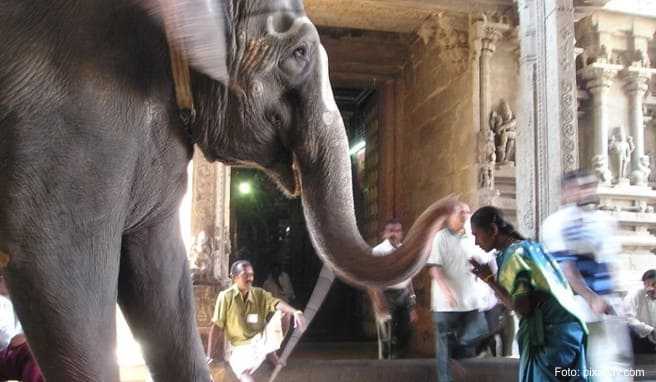 Der Elefant am Brihadeshvara-Tempel in Thanjavur segnet die Menschen, die etwas spenden.