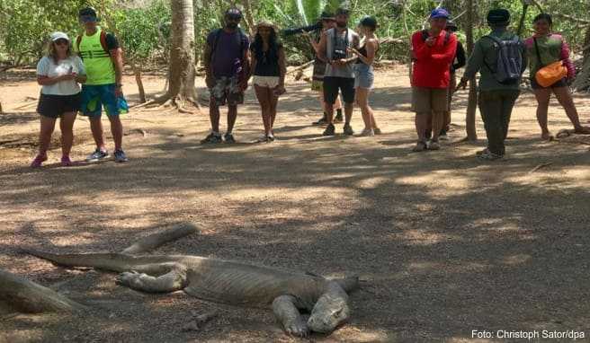 Indonesien-Reise  Neuer «Jurassic Park» im Reich der Komododrachen
