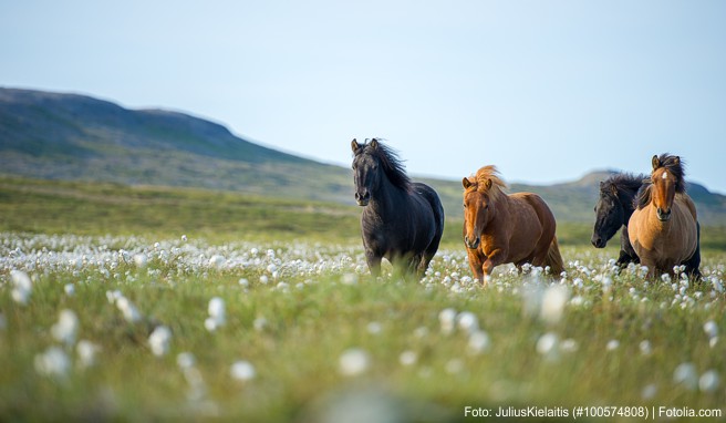 Das Glück der Erde liegt bekanntlich auf dem Rücken der Pferde