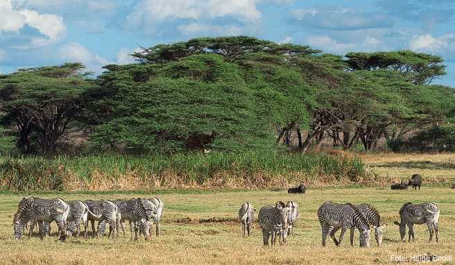 REISE & PREISE weitere Infos zu Urlaub in Kenia | Safari und Traumstrand kombinieren
