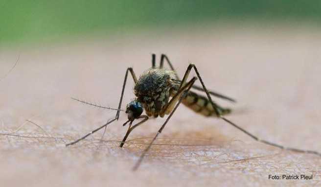 Dengue-Fieber   Was man in Lateinamerika beachten sollte