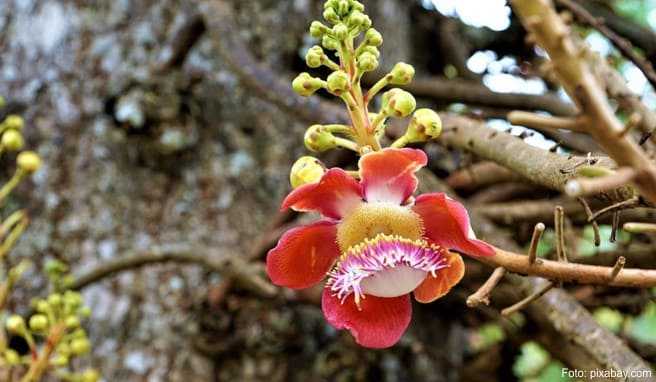 Blütenpracht am Rande des gebirgigen Kinabalu Parks.