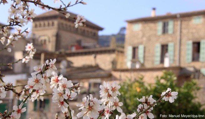 Urlaub auf Malle  Zur Mandelblüte auf die Insel Mallorca fliegen