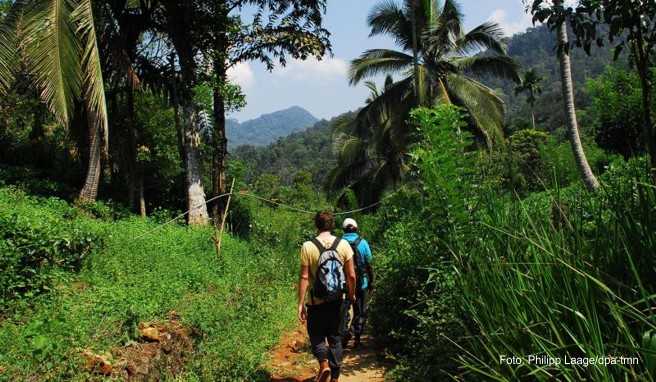 Regenwald-Tour in Sri Lanka
Sri Lanka bietet mehr als traumhafte Strände - im Hinterland lassen sich zum Beispiel auch Touren durch den Sinharaja-Regenwald unternehmen