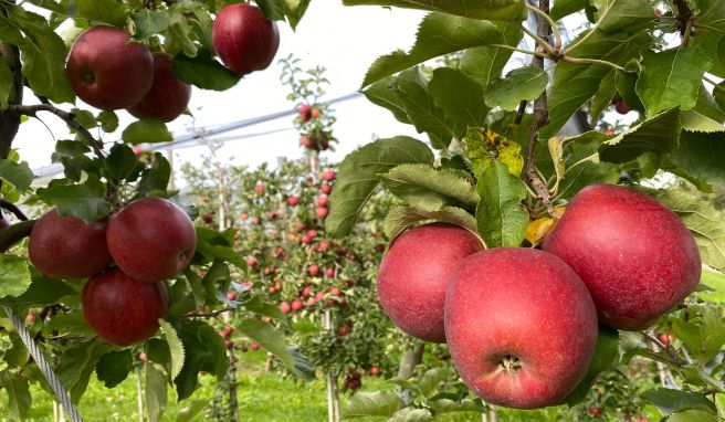 Die Äpfel sind reif: Im Frühherbst ist Erntezeit am Bodensee.