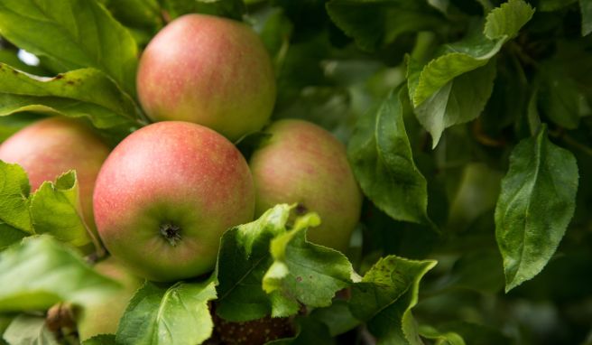 Äpfel - in der Betuwe werden viele Sorten des Kernobstes kultiviert. Sehenswert ist die Region zur Blüte - aber auch zur Erntezeit im Herbst.