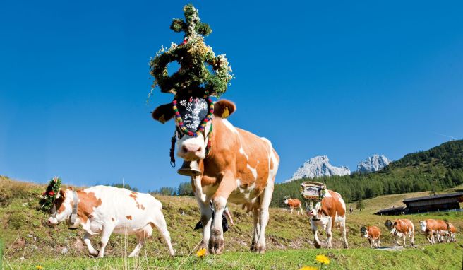 Die Weidetiere werden für den Almabtrieb mit Kränzen, Zweigen und bunten Bändern geschmückt.