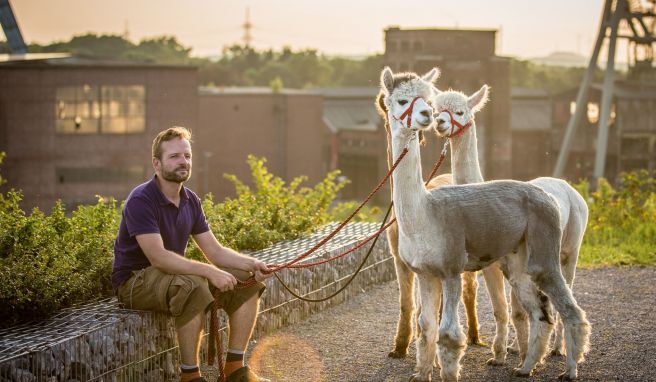 Flauschige Begleitung: Bei Daniel\'s kleiner Farm in Castrop-Rauxel kann man Alpaka-Wanderungen buchen.