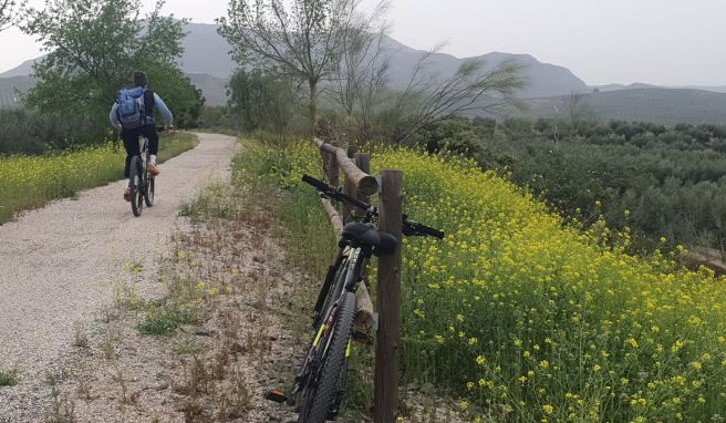 Fahrradreisen Radeln in Spanien: Unterwegs auf dem Olivenölweg