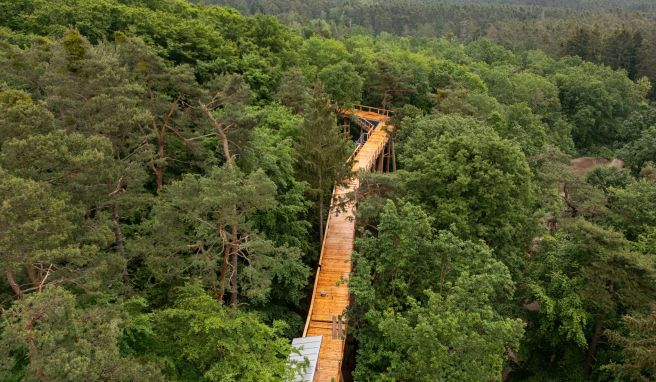 Eröffnung im Sommer Neuer Baumwipfelpfad am Tiergarten Nürnberg