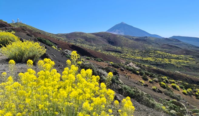Der Berg Teide auf Teneriffa ist nur eines der Highlights der Kanarischen Inseln. Der Berg Teide auf Teneriffa ist nur eines der Highlights der Kanarischen Inseln.