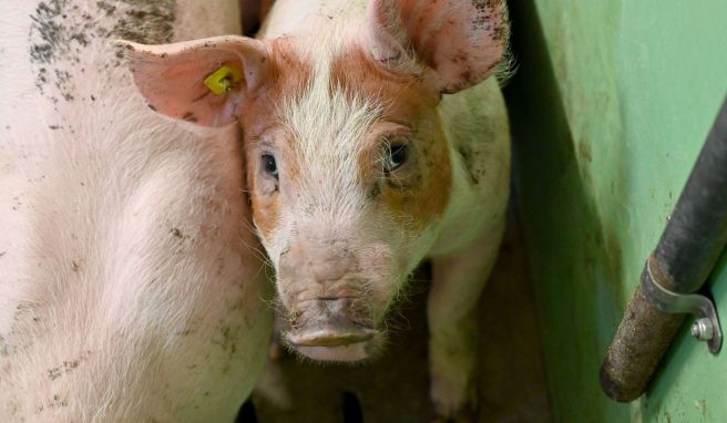 Für Haus- und Wildschweine kann die Afrikanische Schweinepest tödlich enden. Um die Ausbreitung einzudämmen, sollen Besucher im Nationalpark Harz keine Essensreste und Lebensmittel wegwerfen. 