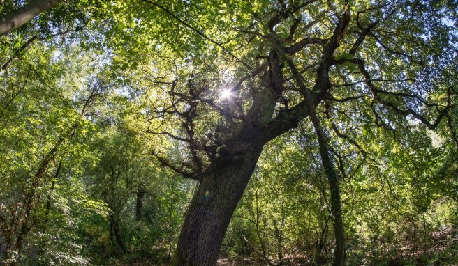 Eichen wachsen im Naturschutzgebiet auf der Rheininsel Kühkopf.