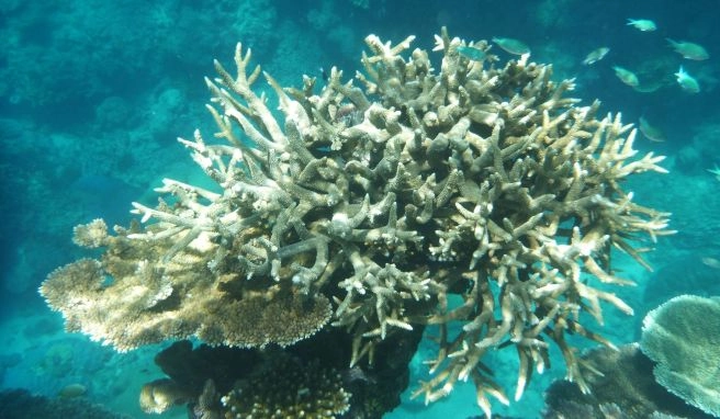 Naturwunder Great Barrier Reef von Korallenbleiche bedroht Folge des Klimawandels