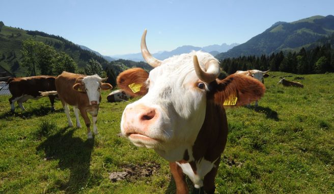 Was guckst du? Vor Kühen auf freien Weideflächen halten Wanderer lieber ausreichend Abstand.