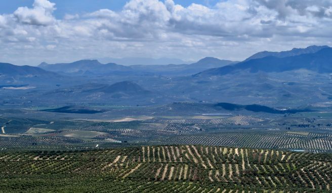 Millionen Olivenbäume in Reih und Glied: In der andalusischen Provinz Jaén liegt das größte Olivenanbaugebiet Europas. Millionen Olivenbäume in Reih und Glied: In der andalusischen Provinz Jaén liegt das größte Olivenanbaugebiet Europas.