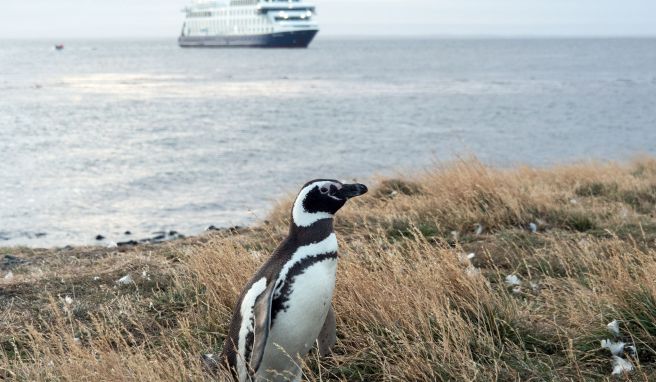 An Land ungelenk, im Wasser pfeilschnell: Auf der Insel Magdalena leben die Magellanpinguine. An Land ungelenk, im Wasser pfeilschnell: Auf der Insel Magdalena leben die Magellanpinguine.