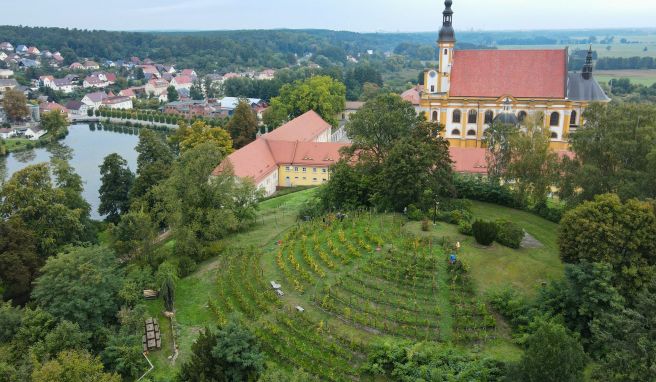 Der Weinberg vom Verein Kloster-Winzer e.V. auf dem Scheibenberg am Kloster Neuzelle (Luftaufnahme mit einer Drohne) ist das einzige Brandenburger Weinbaugebiet innerhalb einer ehemaligen Klosteranlage.