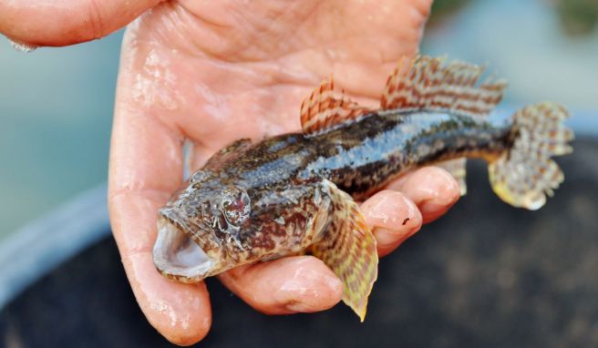 Die Schwarzmund-Grundel, eine ursprünglich im Schwarzen Meer heimische Art, vermehrt sich schnell und ist seit Jahren massenhaft in Deutschlands großen Flüssen unterwegs.