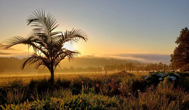 Tierbeobachtung auf Reisen Garden Route für Frühaufsteher: Südafrika als Vogelparadies