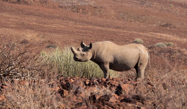 Gefährdete Art: ein Spitzmaulnashorn in der Namib-Wüste.