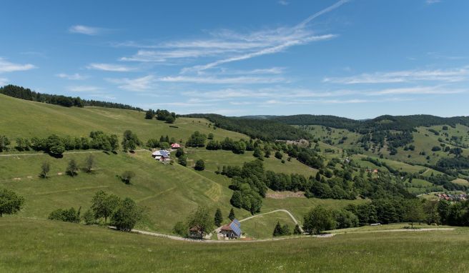 Blick in ein Tal im Südschwarzwald: Dank finanzieller Förderung werden die Bergweiden im Biosphärengebiet Schwarzwald auch in Zukunft Touristen anlocken.