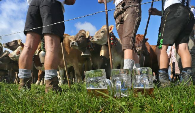 In der Alpenregion wird in den kommenden Wochen wieder das Vieh von den Almwiesen in die Ställe gebracht. Doch einige Gemeinden verzichten diesmal auf große Feste.