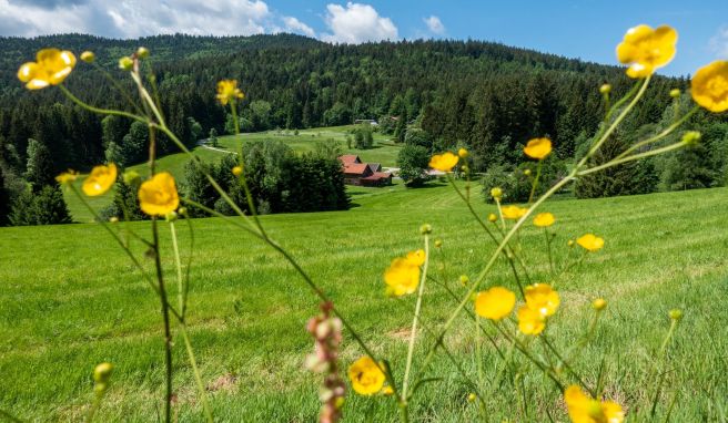 Forst, Wiesen und Idylle: Der Bierfernwanderweg ist nicht so trubelig, wie es das Bier in seinem Namen vermuten lässt. 