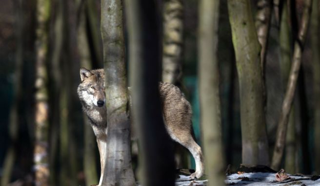 In einem Freigehege wie diesem ist die Wahrscheinlichkeit hoch, dass man einen Wolf sieht. Anders in freier Wildbahn: Selbst bei einer mehrtägigen Wolfswanderung bekommt man unter Umständen keinen Wolf zu Gesicht. 