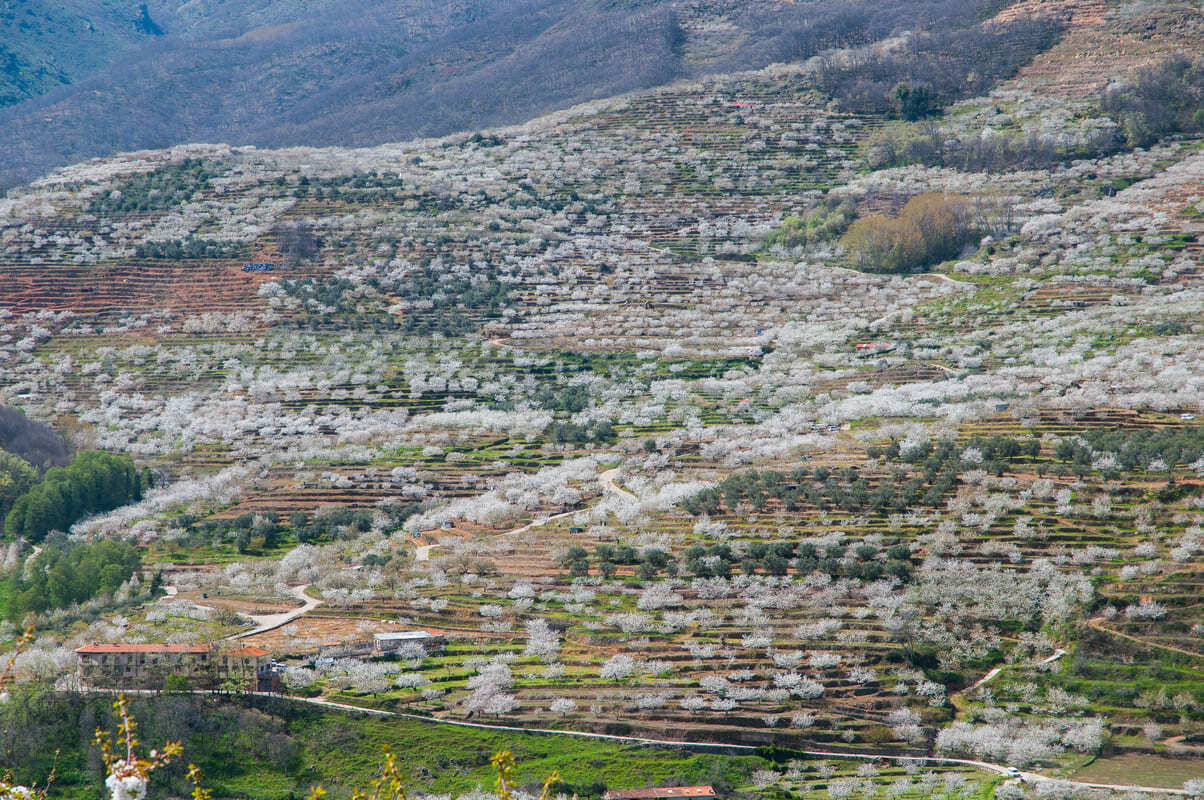 Vorlage abhebenalt= Cerezo_en_Flor_Valle_del_Jerte_2_1