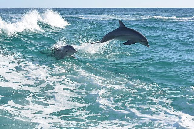 BILD-Beschreibung Delfine_vor_Panama_City_Beach_High_Res__Visit_Panama_City_Beach